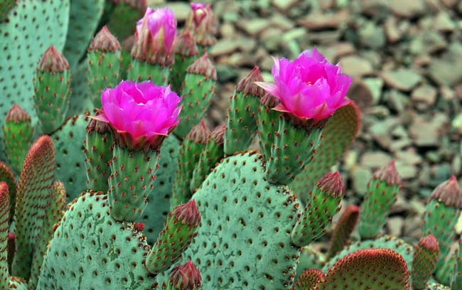 Beavertail Pricklypear has large showy pink to magenta flowers and blooms any time from February to June across its 4 varieties. Opuntia basilaris